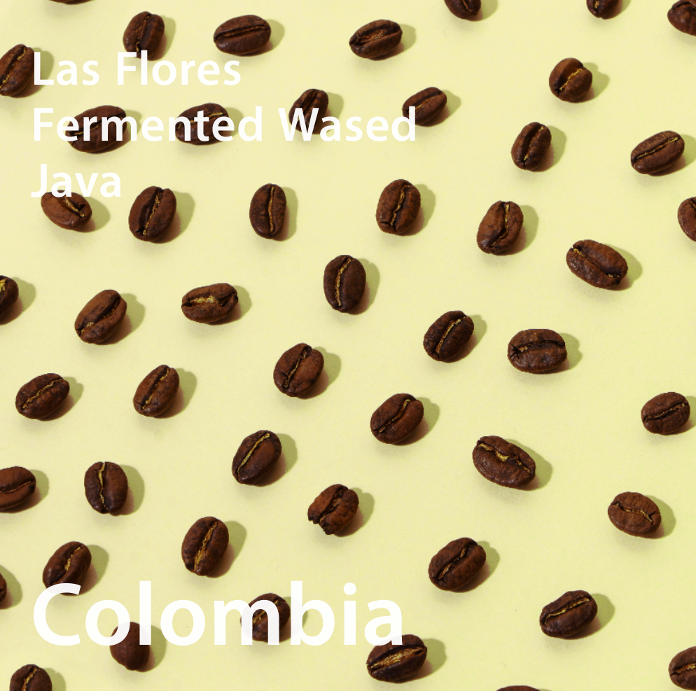 Colombia Las Flores Java Fermented Washed コロンビア ラスフローレス農園 ジャバ種