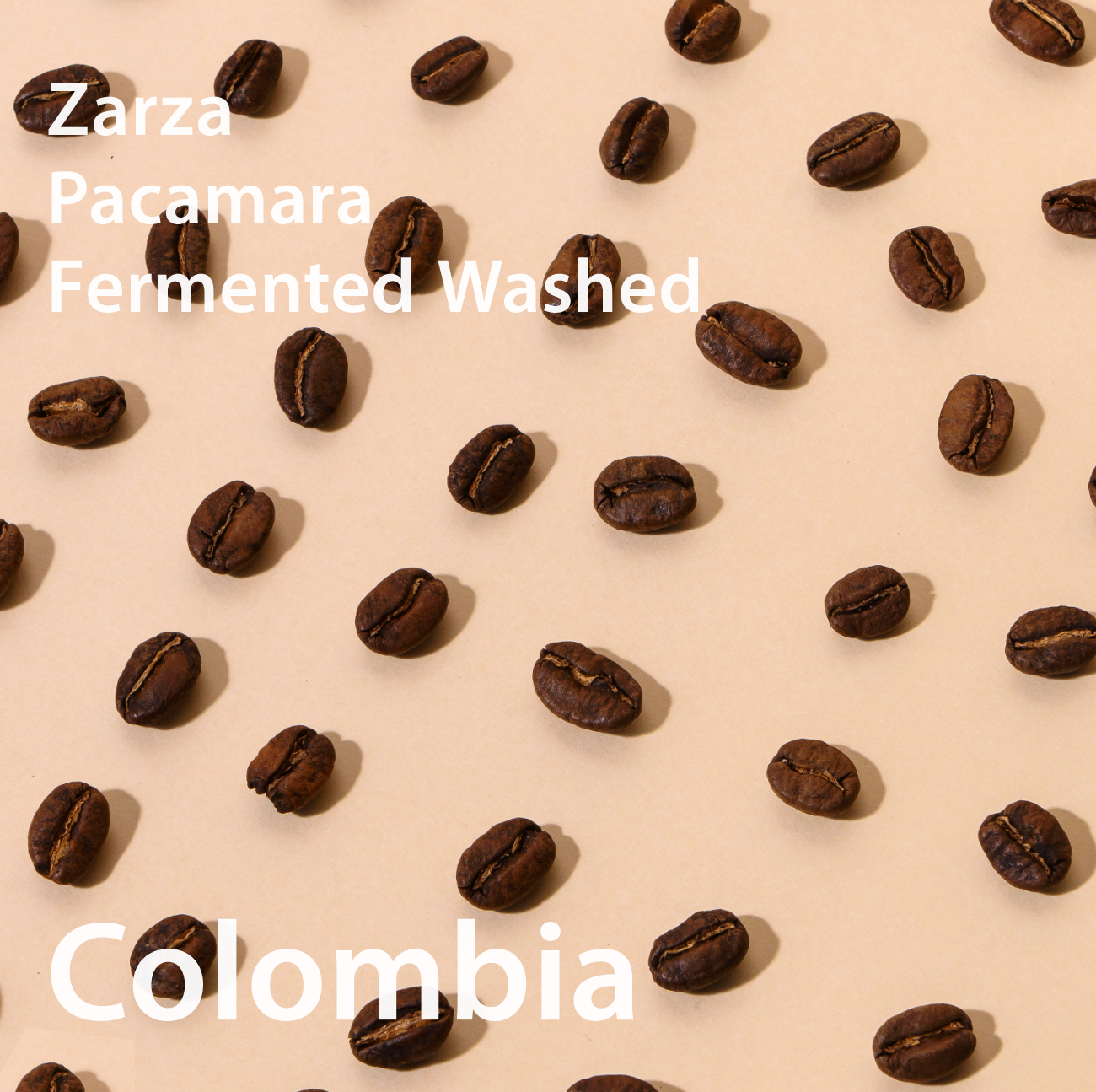 Colombia Zarza Pacamara Fermented Washed コロンビア サルサ農園 パカマラ種 ファーメントウォッシュト