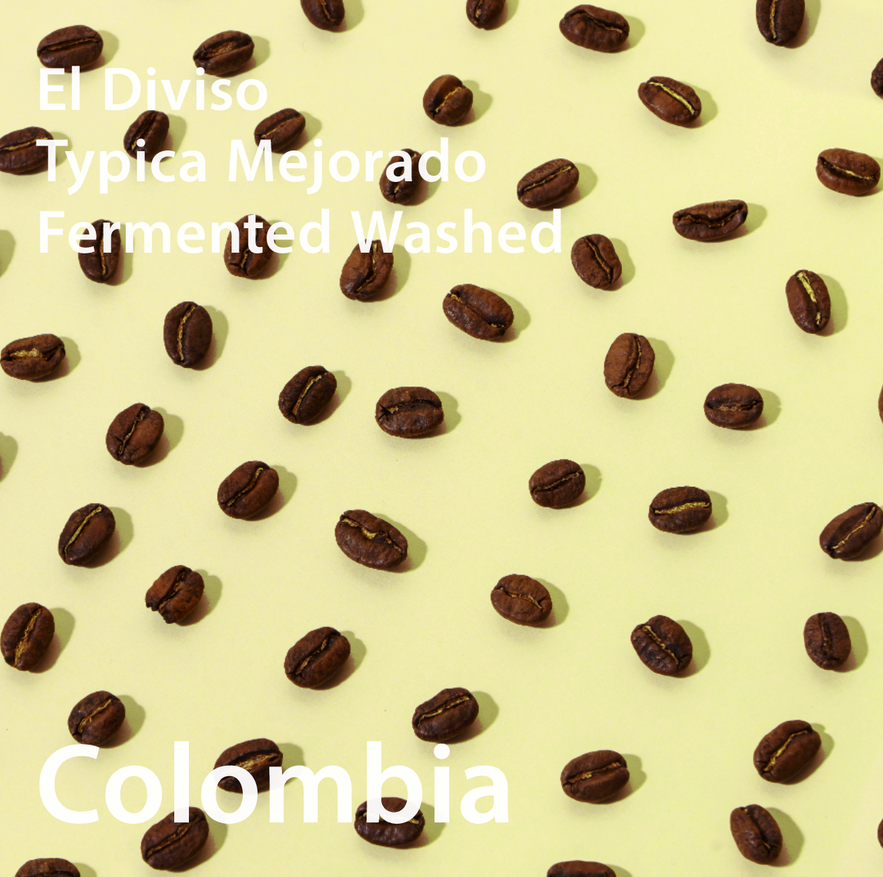 Colombia El Diviso Typica Mejorado Fermented Washed コロンビア エルディヴィソ農園 ティピカメホラード種